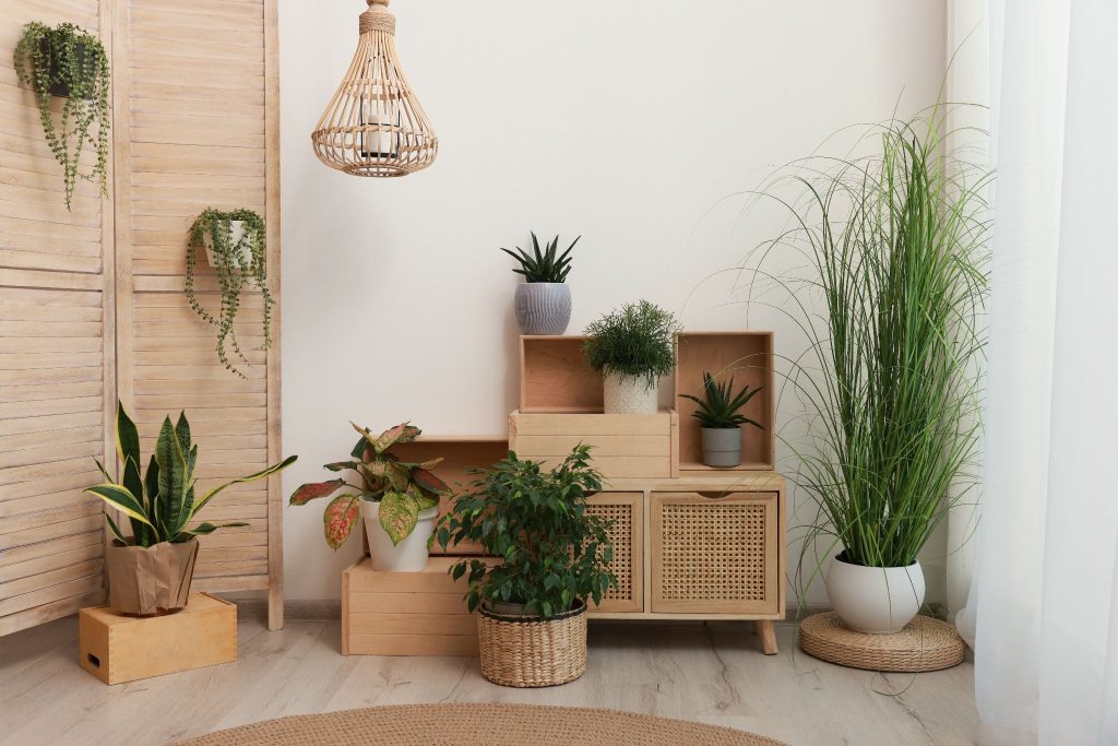 How Indoor Plants Act as Natural Air Purifiers at Home